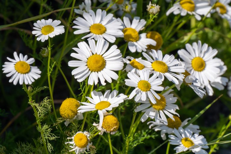 Chamomile Flowers