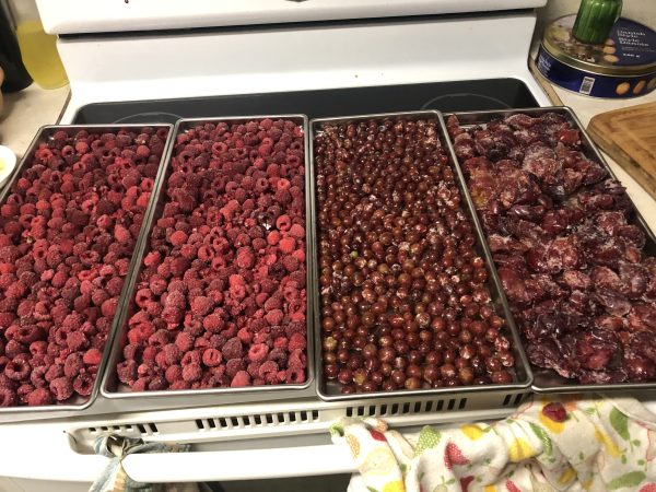 Freeze Dried Fruit Assorted Types - Image 4