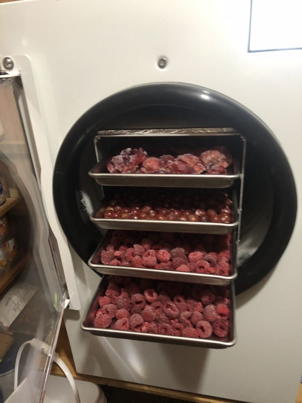 Freeze Dried Fruit Assorted Types - Image 5