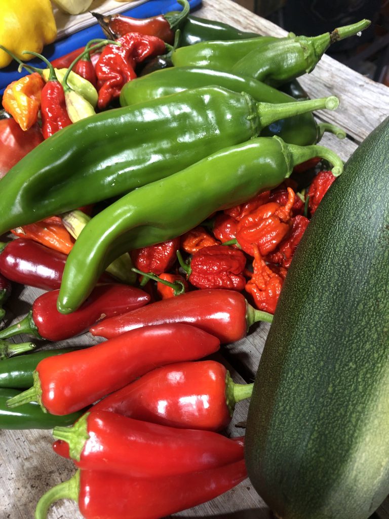 Rogues Hot pepper collection.