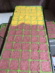 Best freeze-dried fruit melts