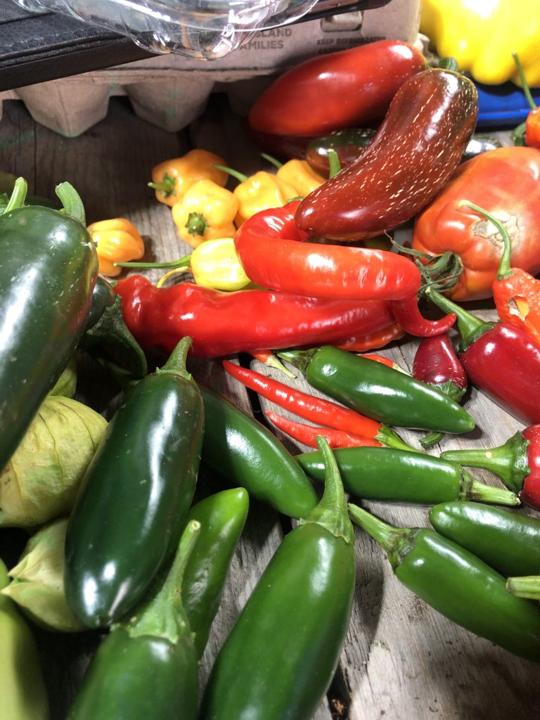 A vibrant selection of colorful peppers and tomatoes showcasing fresh produce richness.